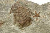 Wide Slab With + Fossil Starfish & Trilobites #234590-2